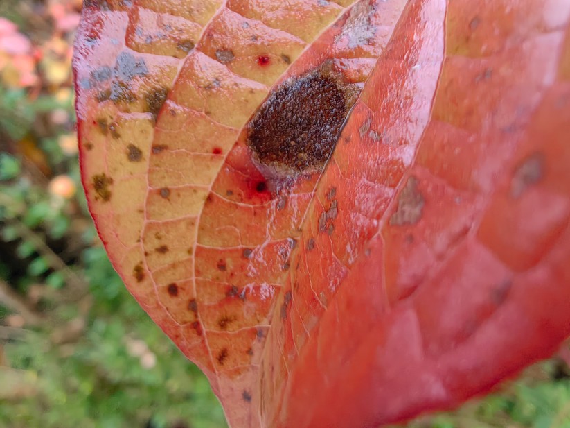 Huawei Mate 50 Pro - Originalaufnahmen