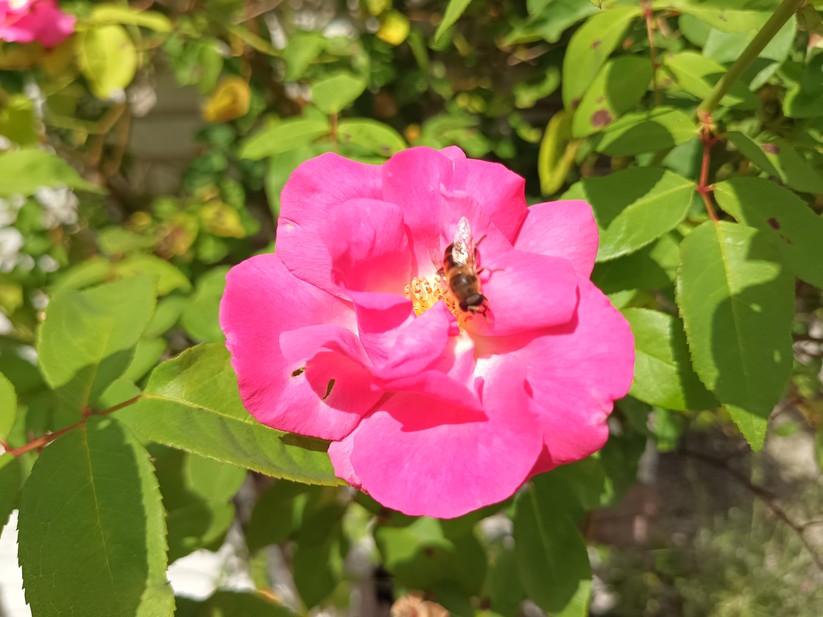 Oukitel WP56 - Originalaufnahmen 