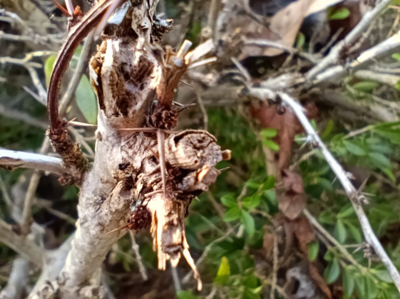 Xiaomi Poco M6 Pro - Originalaufnahmen 