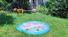 Haustier-Gadgets für den Sommer