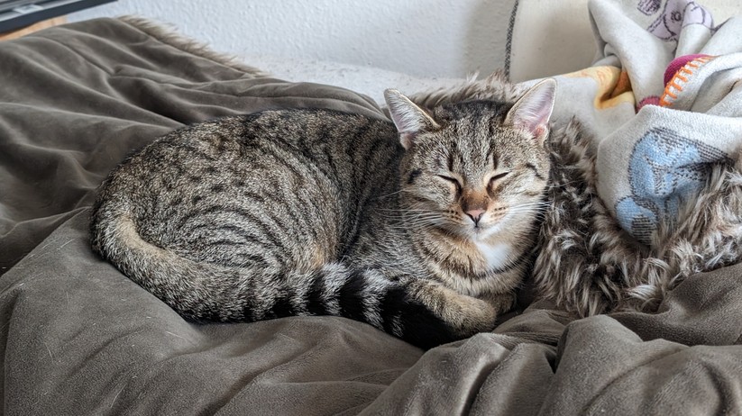 Google Pixel 8 Fotos