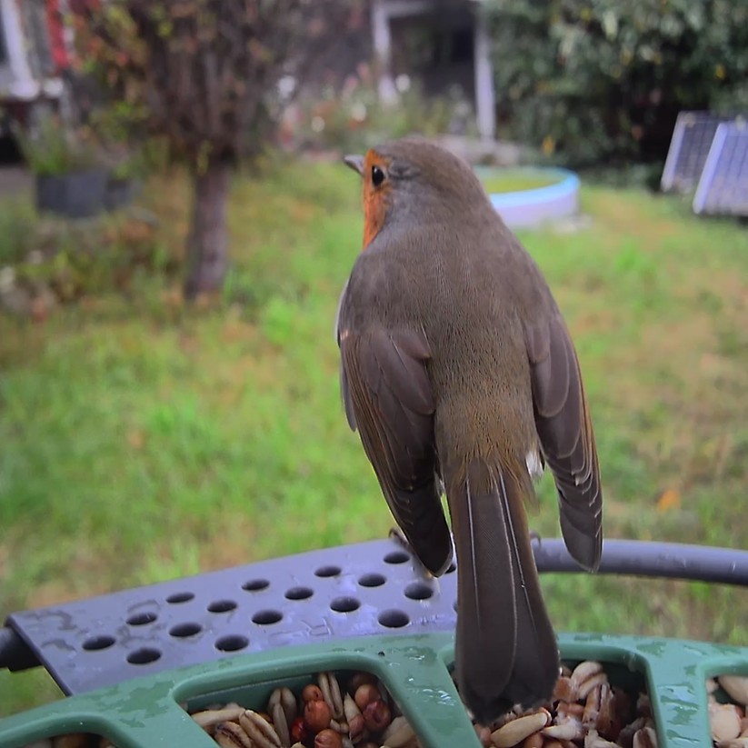 Fotos der Birdfy-Kamera