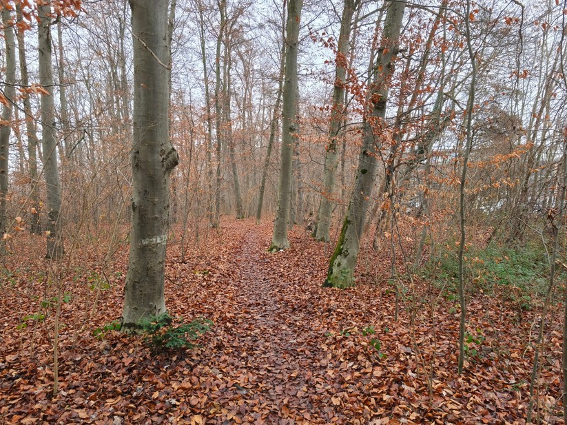 Xiaomi 15T - Originalaufnahmen