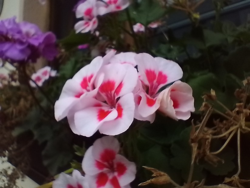 Nokia G22 – Fotos