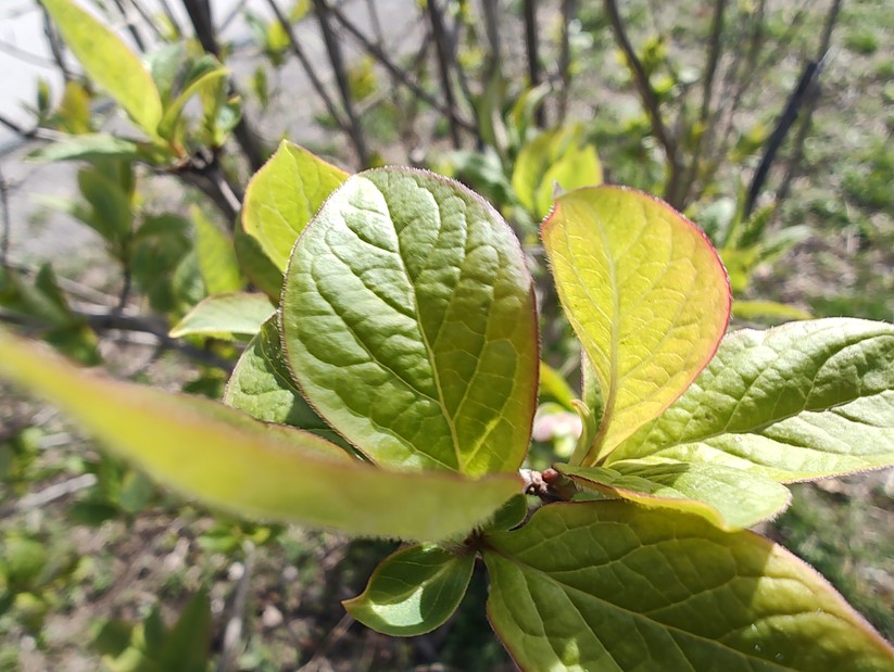 Motorola Edge 30 Pro - Originalaufnahmen