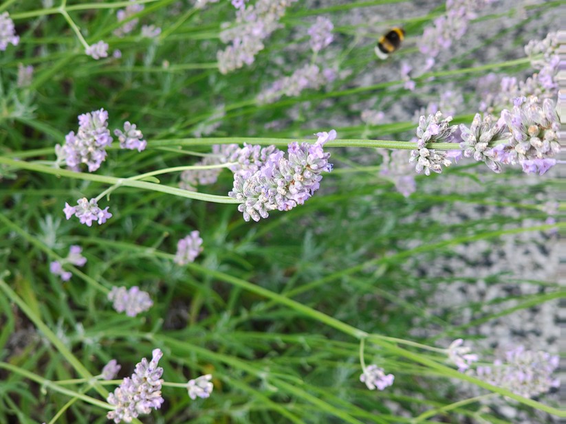 Motorola Edge 50 Pro