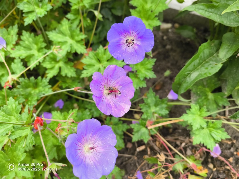 Ulefone Armor 30 Pro - Originalaufnahmen