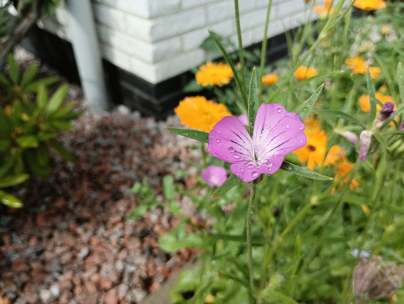 Xiaomi Redmi Note 11S 5G