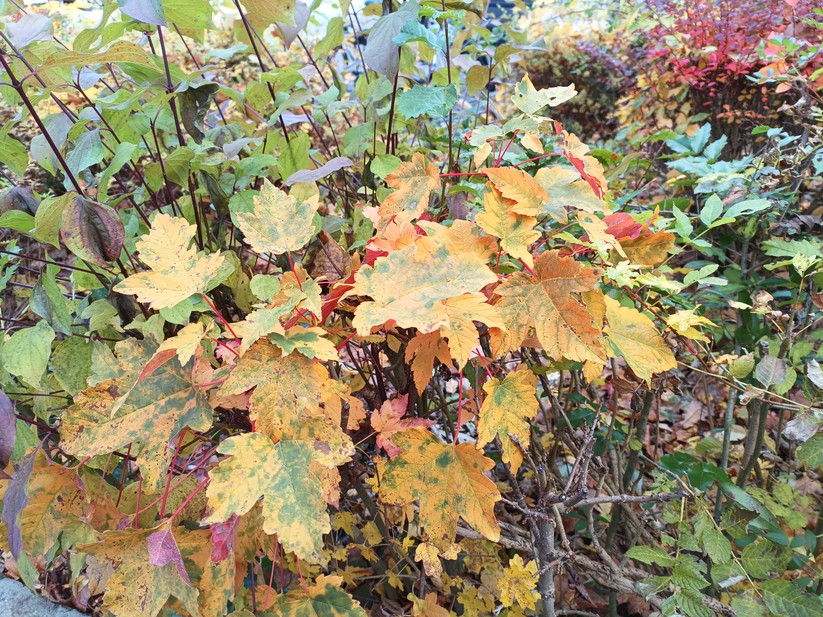 Oscal Tank 1 - Originalaufnahmen 