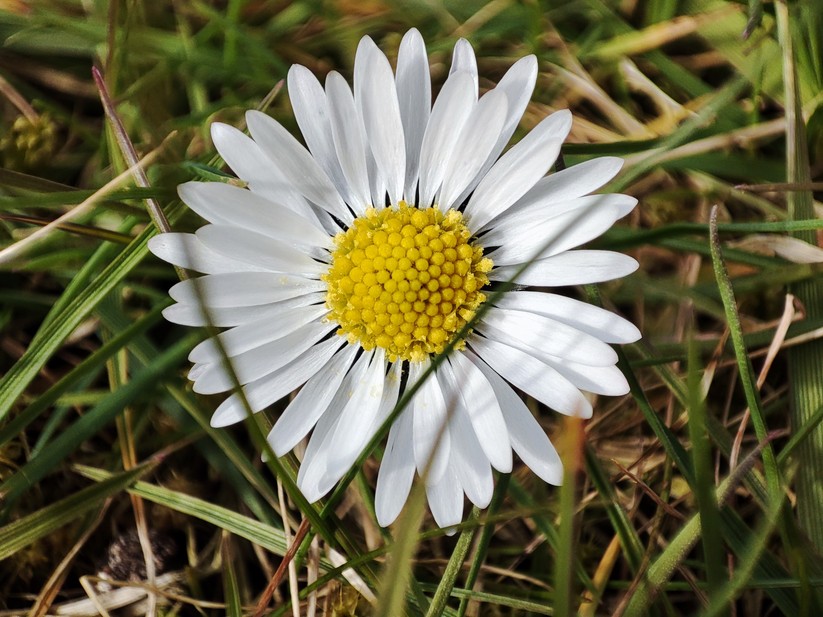 Xiaomi Redmi Note 10 Pro