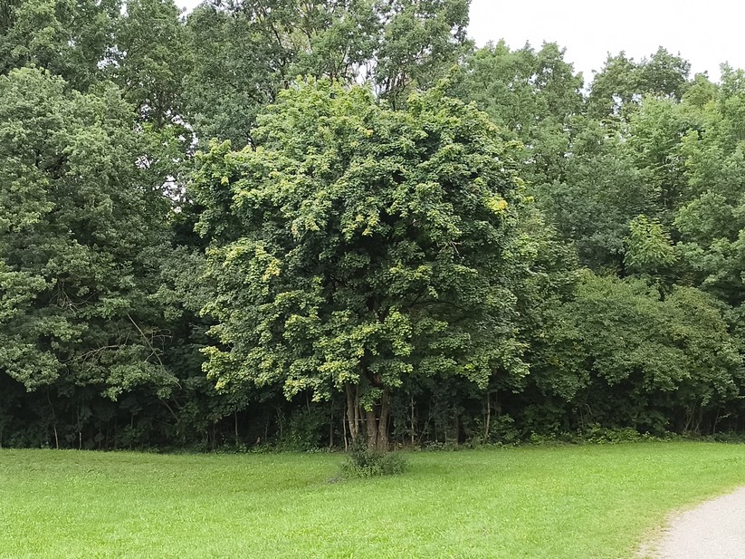 Ulefone Armor 34 Pro - Originalaufnahmen