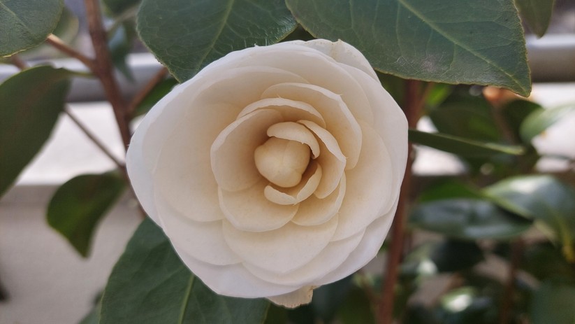 Mit dem Samsung Galaxy A52 geschossene Fotos