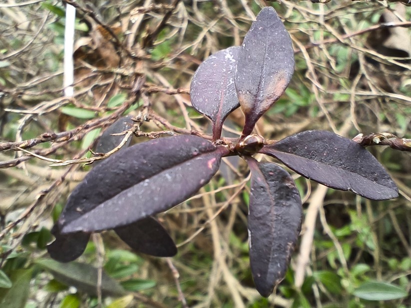 Xiaomi Poco X6 Pro - Originalaufnahmen