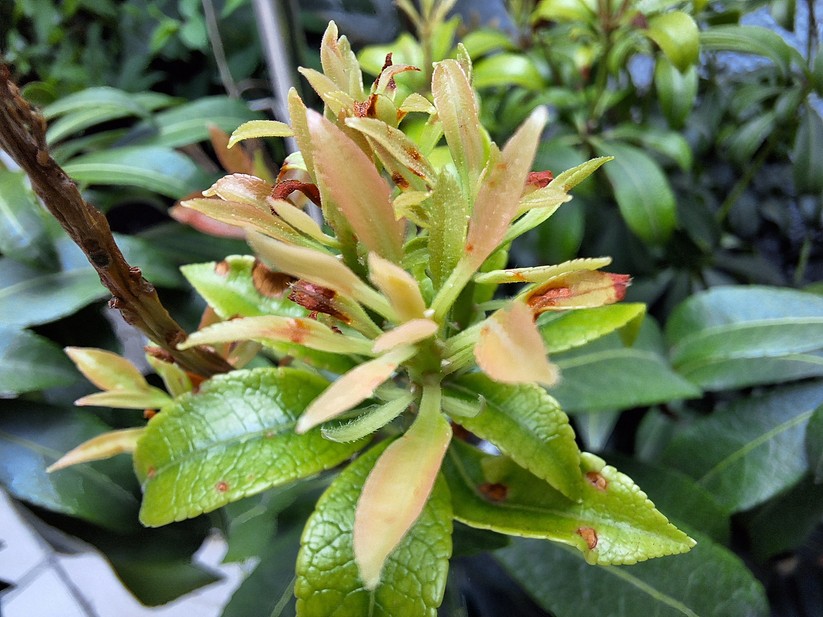 Samsung Galaxy A54 - Originalaufnahmen 