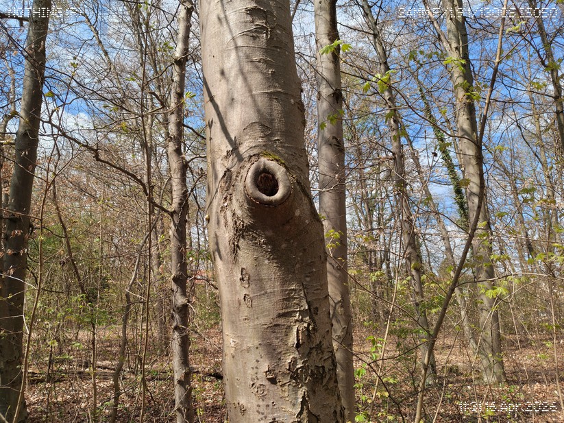 Nothing Phone 4a Pro: Hauptkamera