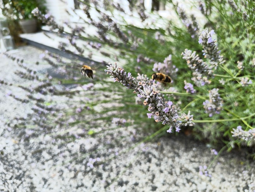 CMF Phone 2 Pro - Originalaufnahmen 