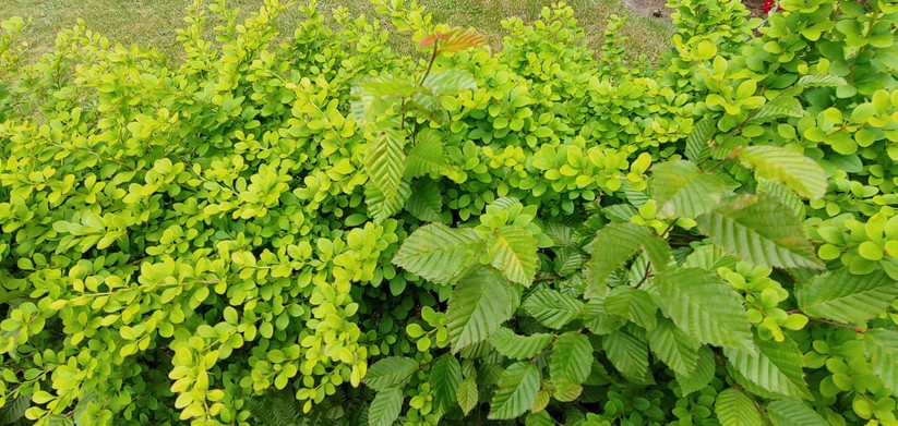 Weitwinkel-Aufnahme bei Tageslicht mit KI-Funktion