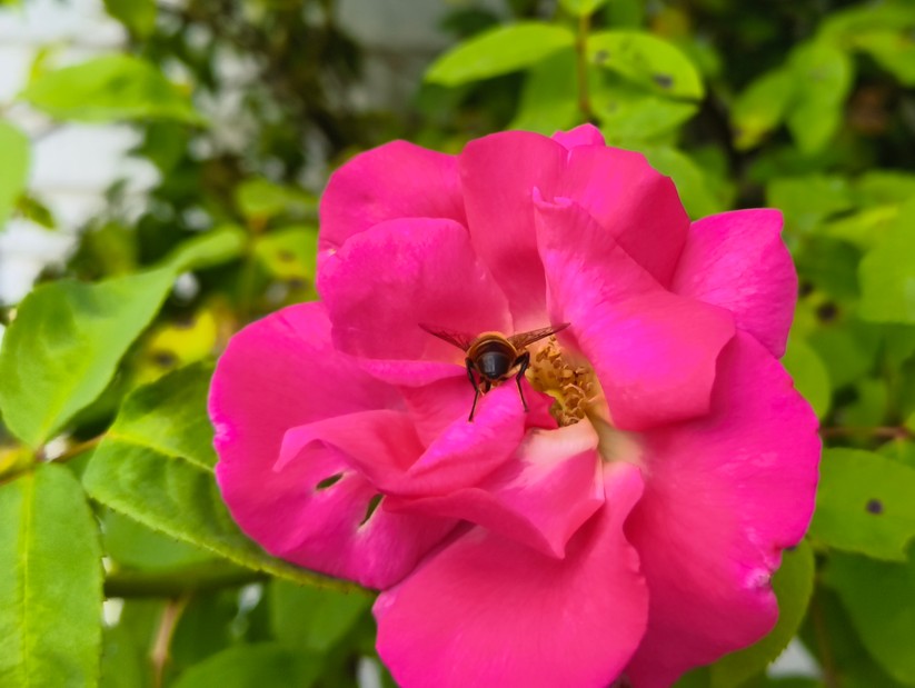 CMF Phone 2 Pro - Originalaufnahmen 