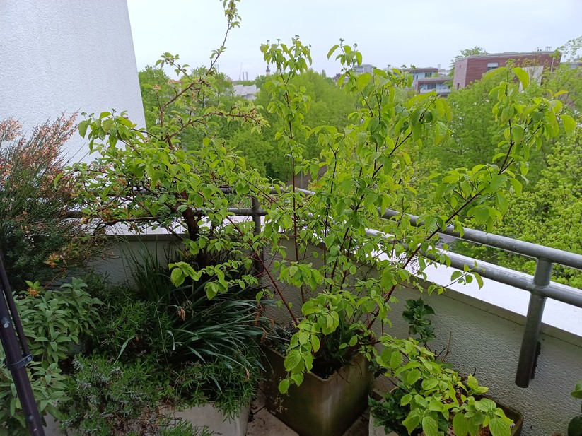 Unihertz Luna - Originalaufnahmen 