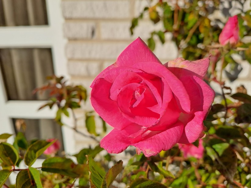 Samsung Galaxy A33 5G