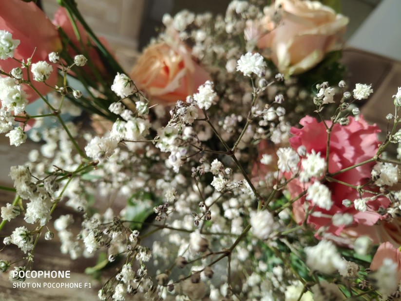 Nahaufnahme bei Tageslicht