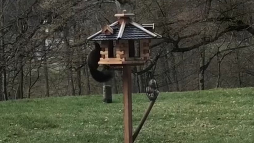 Ein Eichhörnchen im Vogelhaus; Screenshot aus einem Videoclip.