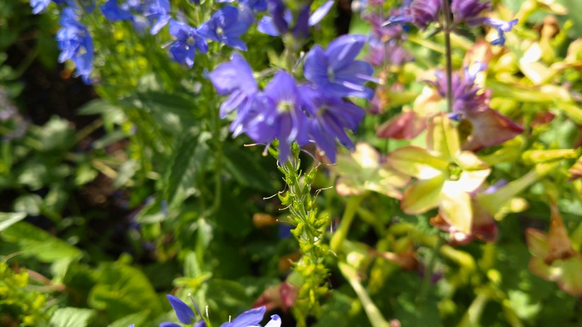 Fotos des Sony Xperia 10 III
