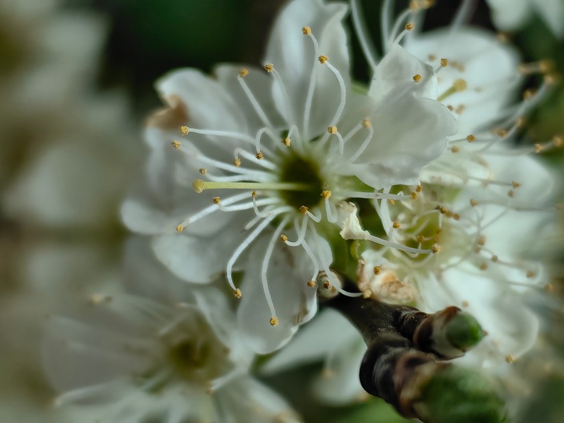 Huawei P60 Pro - Originalaufnahmen