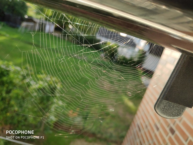 Nahaufnahme bei Tageslicht