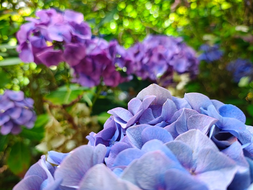 Motorola Edge 50 Pro