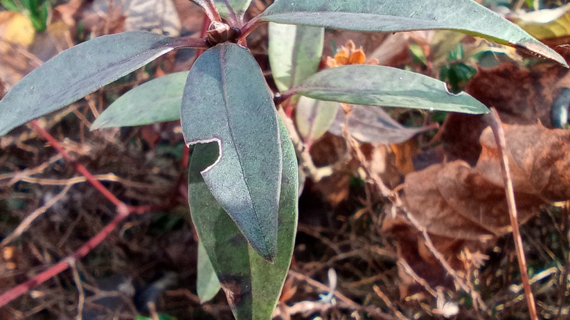 Blackview BV7100 - Originalaufnahmen