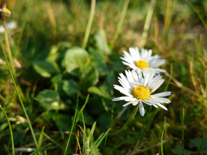 Sony Xperia 10 VII - Originalaufnahmen