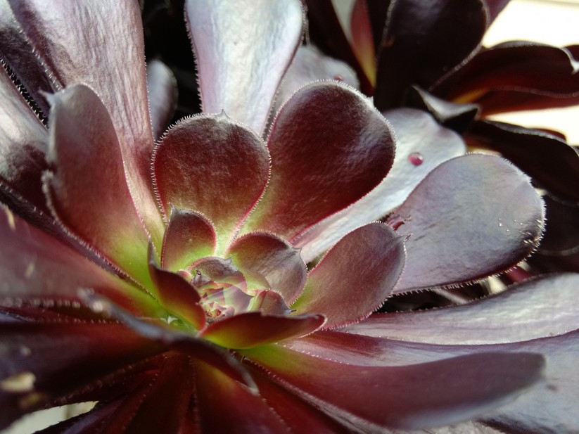 Amazon Fire Phone: Makroaufnahme