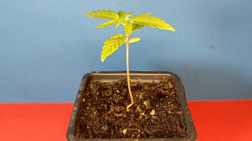 Wird Hanf 16 bis 18 Stunden pro Tag beleuchtet, beginnt er nicht zu blühen.