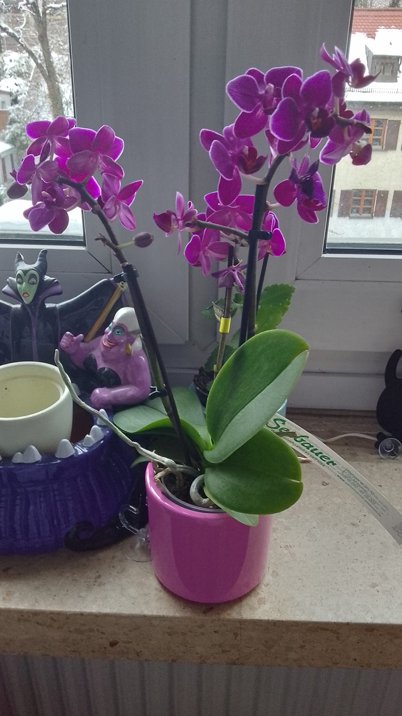 Realme C30 - Originalaufnahmen