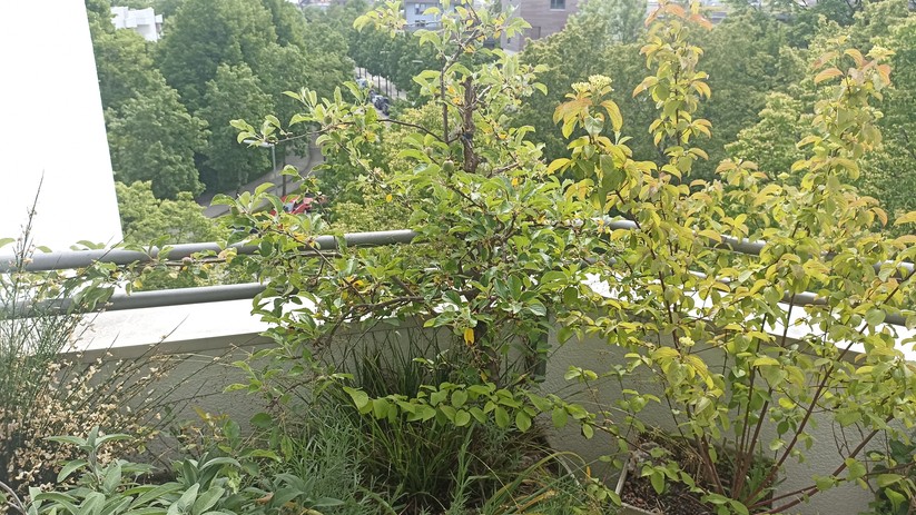 Fotos des Xiaomi Redmi Note 10S