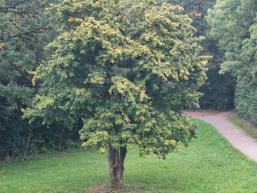 Honor 400 - Originalaufnahmen