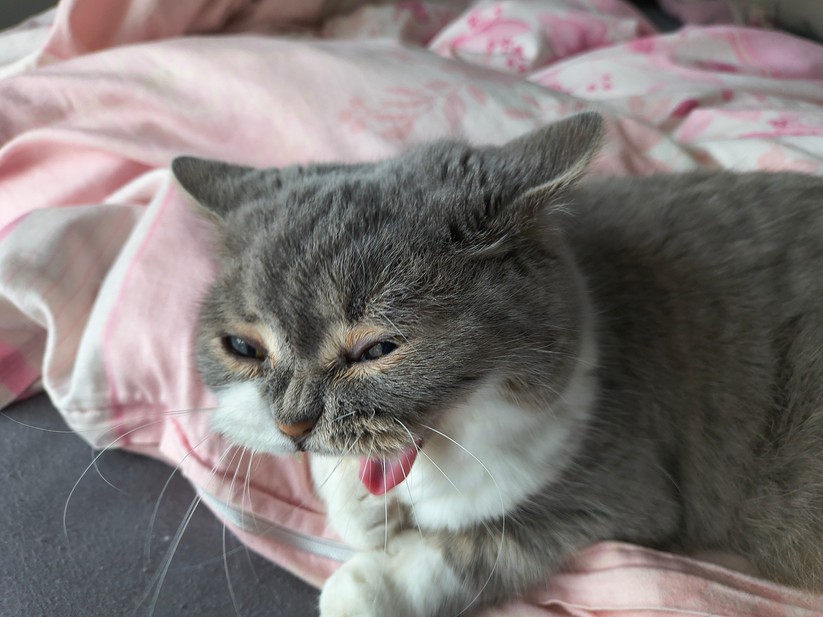 Motorola Razr 60 - Originalaufnahmen