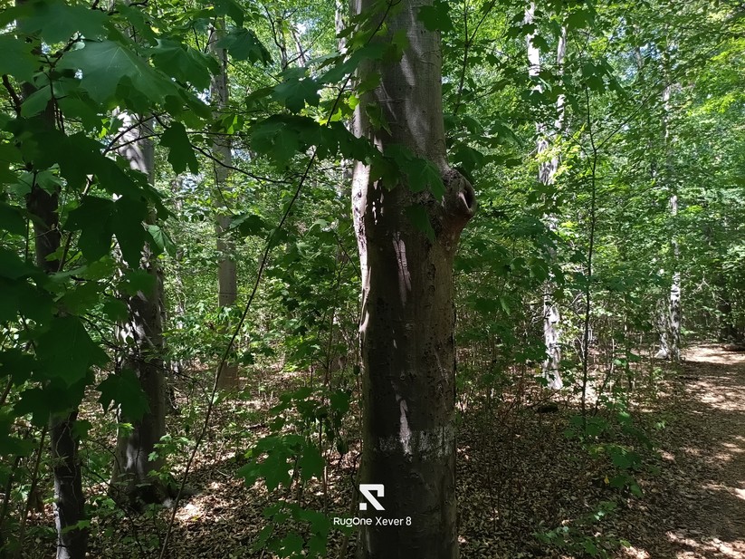 Rugone Xever 8 - Originalaufnahmen
