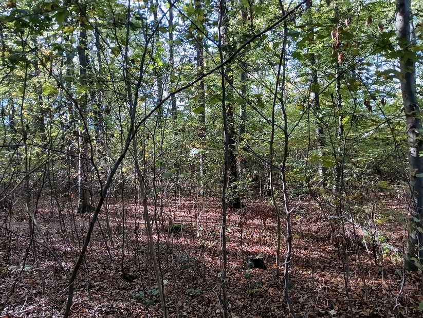 Cat S75 - Originalaufnahmen