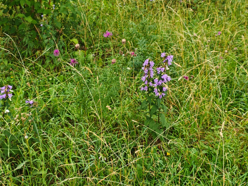 Xiaomi Poco F7 - Originalaufnahmen 