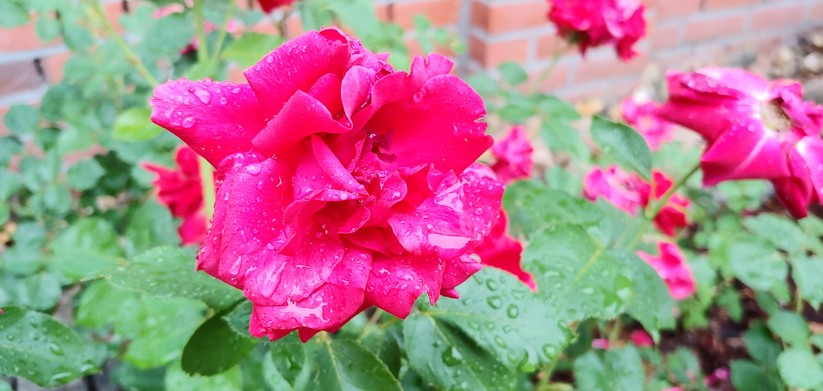 Nahaufnahme bei Tageslicht