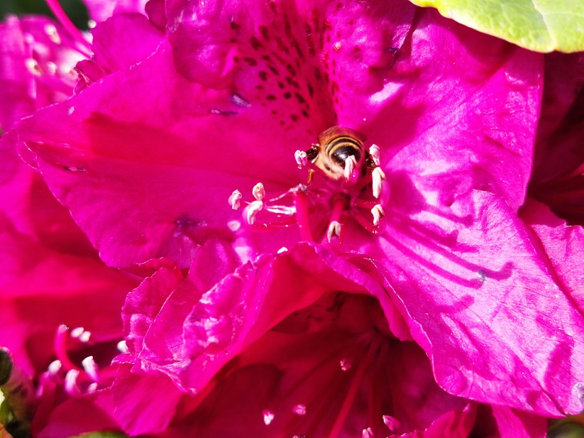Xiaomi Poco X3 Pro