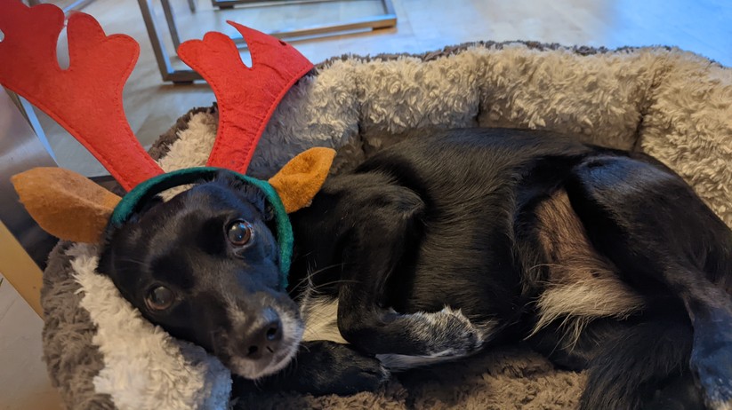 Google Pixel 6 Pro Fotos