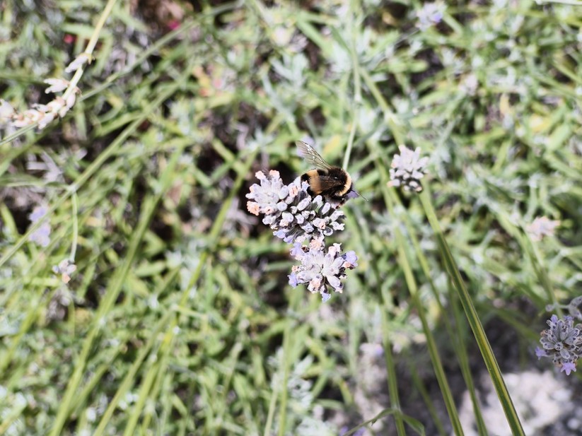 CMF Phone 2 Pro - Originalaufnahmen 