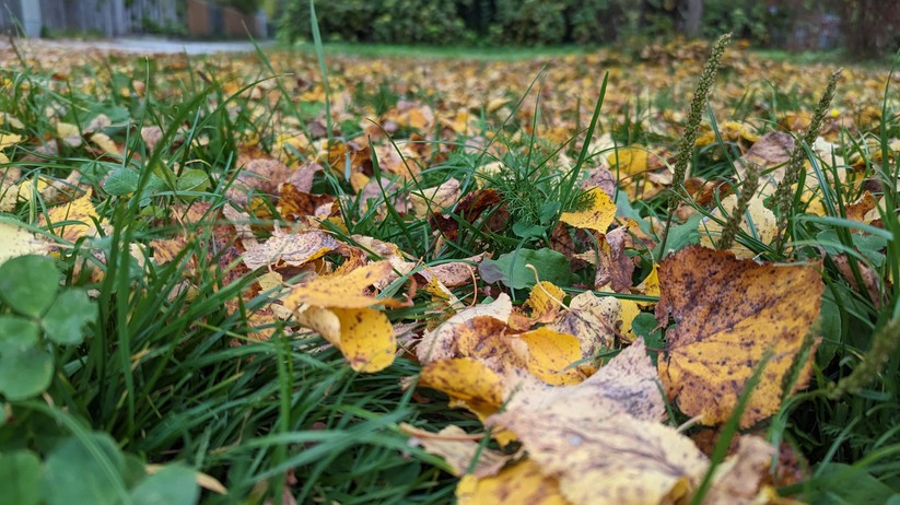 Google Pixel 7 Fotos