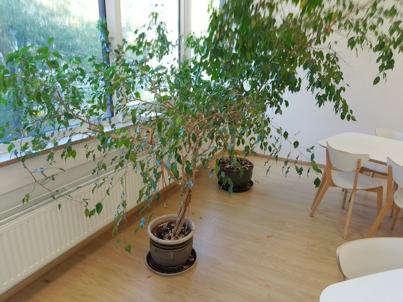 Huawei Matepad 12 X (2025)