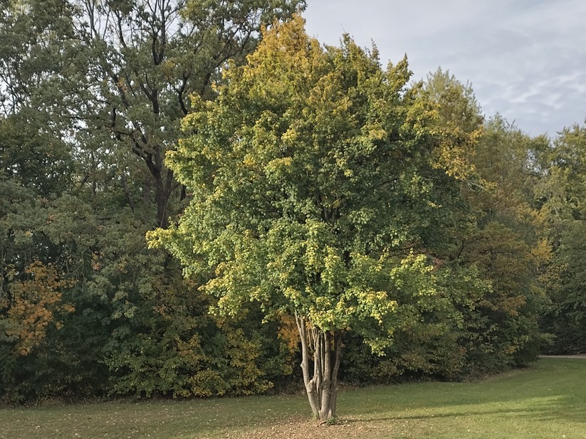 Nokia XR21 - Originalaufnahmen 