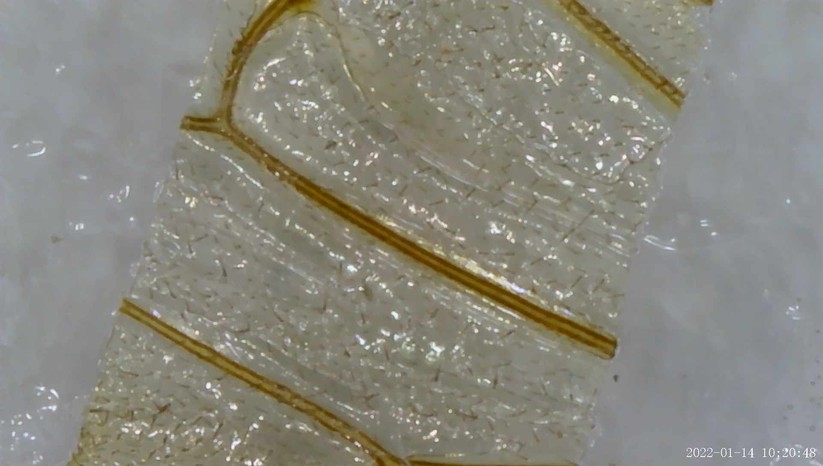 Eine Aufnahme aus dem digitalen Mikroskop mit LCD (ein Bienenflügel).