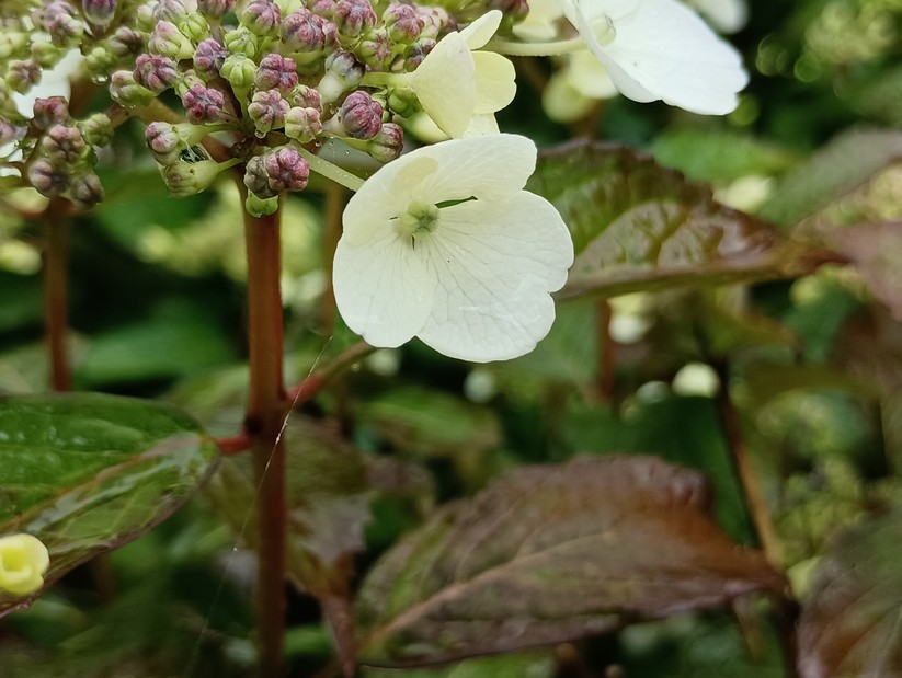 Xiaomi Redmi Note 11S 5G